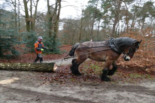 werkpaard trekt boomstam uit bos