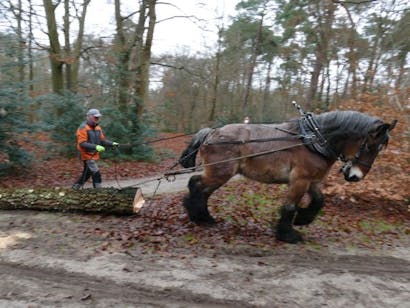 werkpaard trekt boomstam uit bos