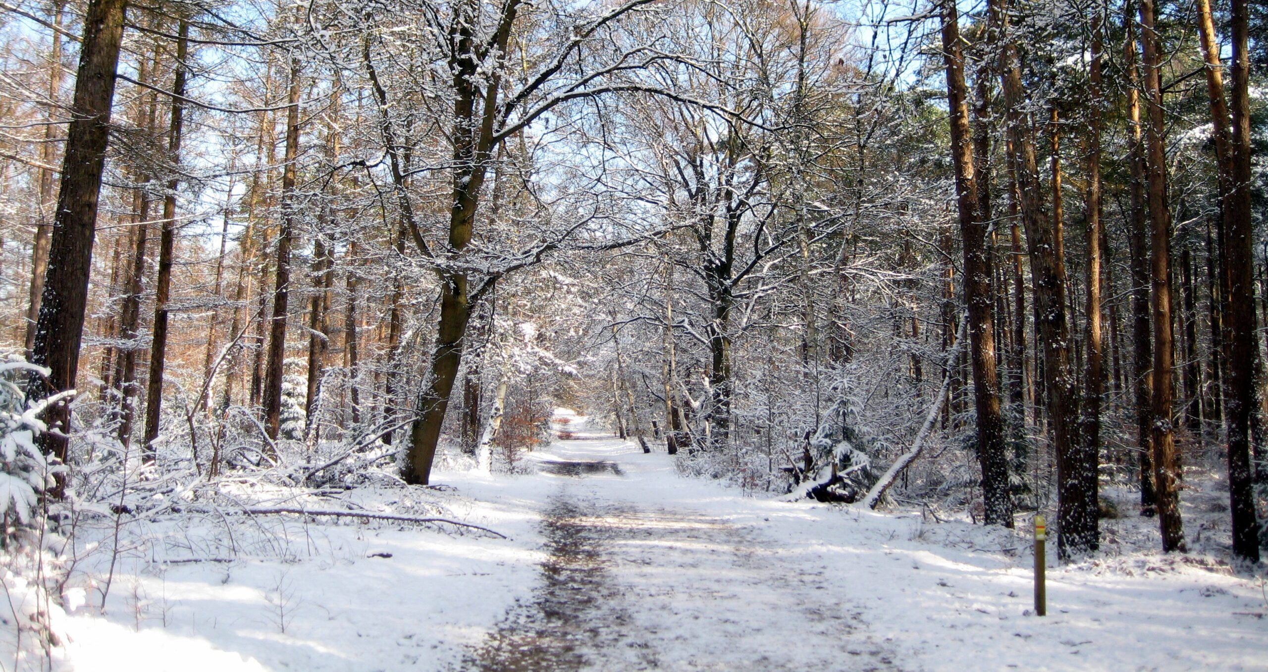 sneeuw in bos Beerschoten