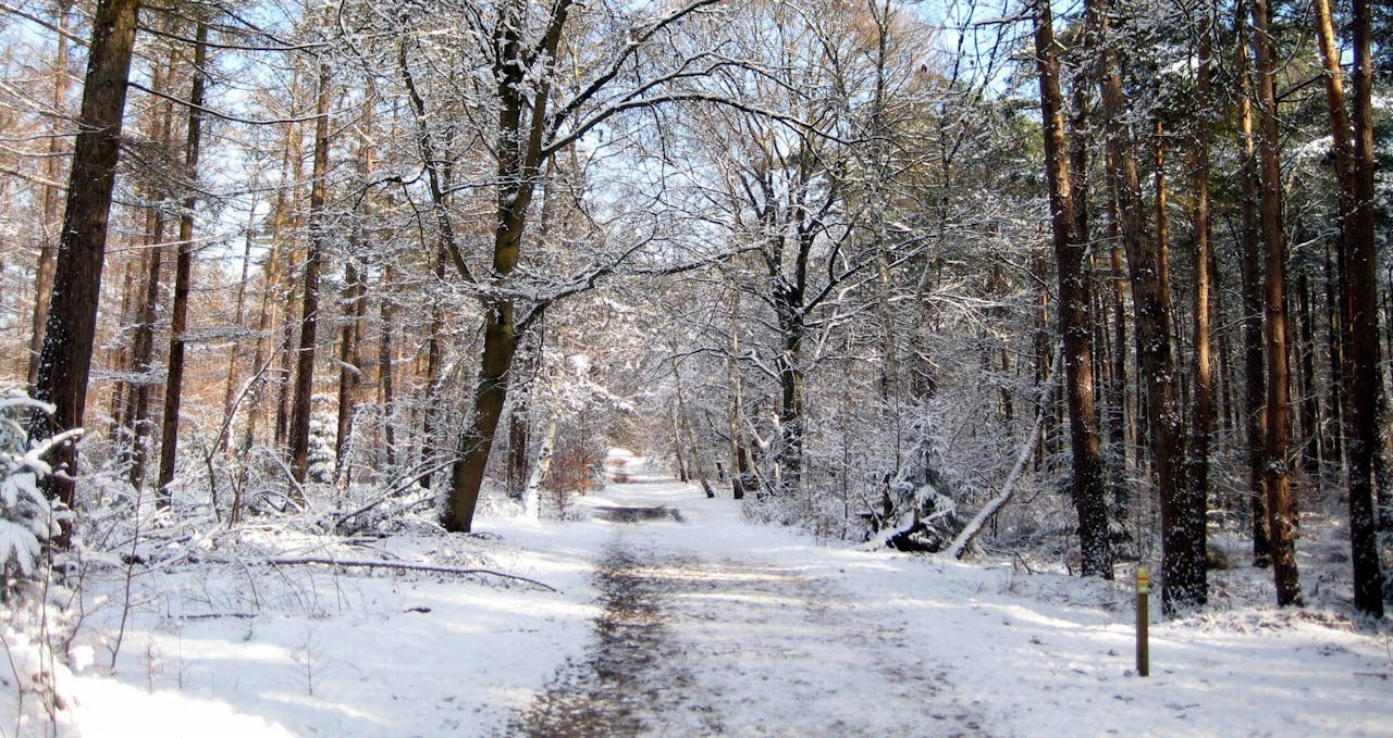 sneeuw in bos Beerschoten