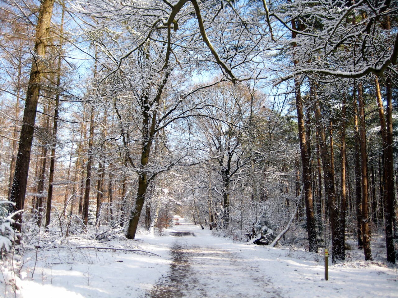 sneeuw in bos Beerschoten