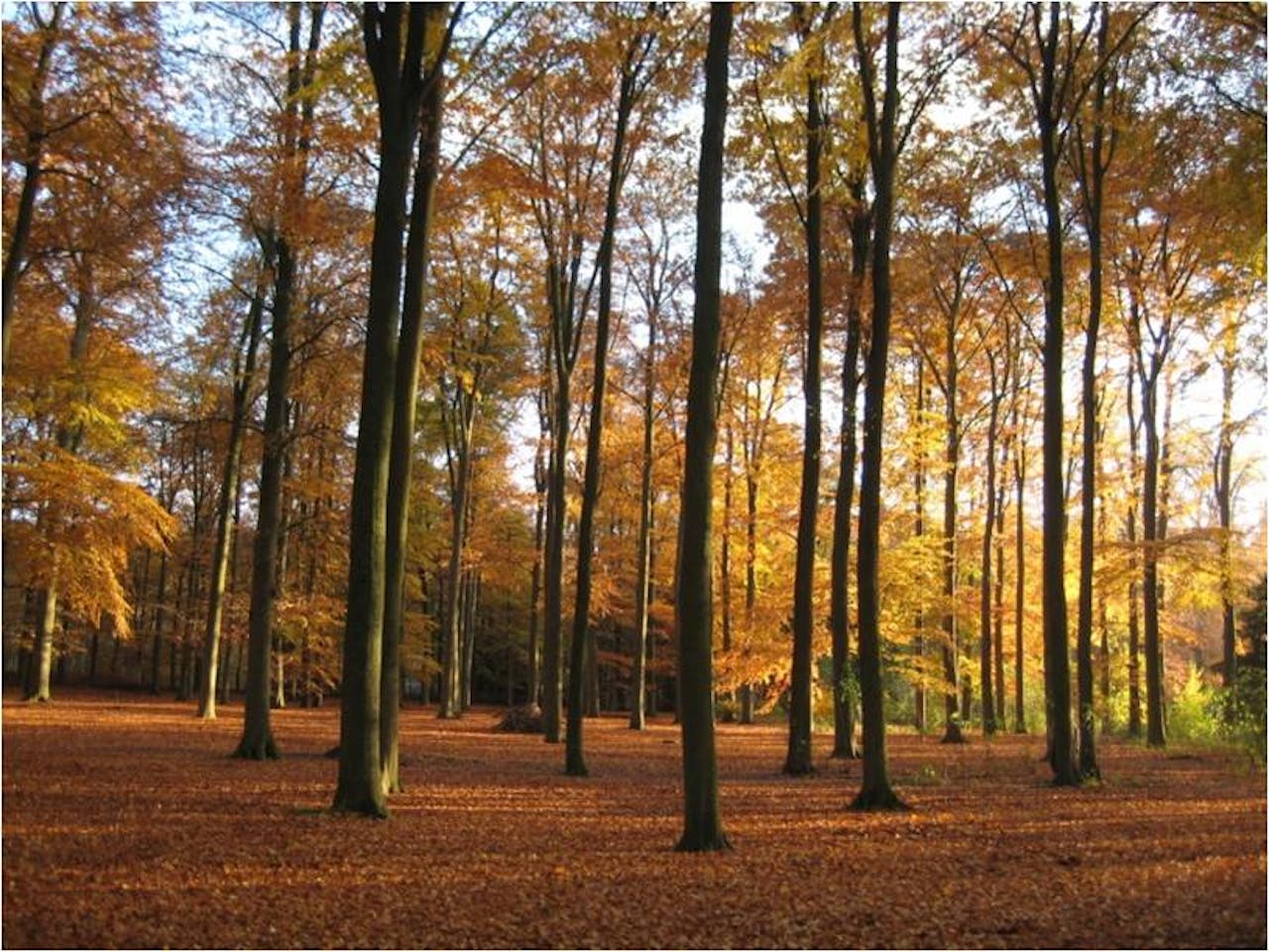 herfst beukenbos Beerschoten