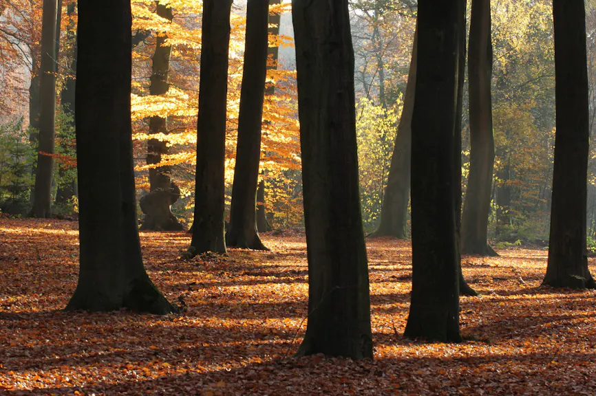 herfst Amerongse Bos