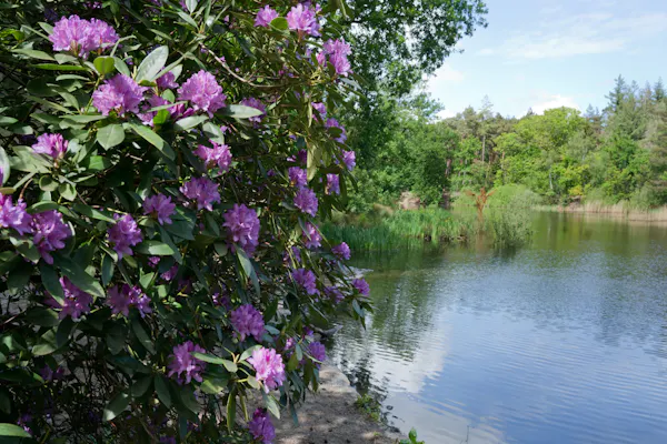 Rododendrons langs vijver Birkhoven