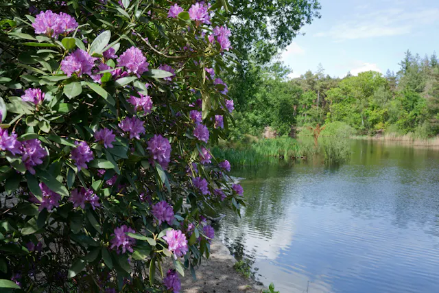 Rododendrons langs vijver Birkhoven