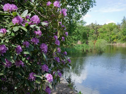 Rododendrons langs vijver Birkhoven