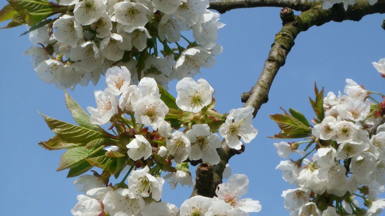 Fruitboom in bloei op Oostbroek