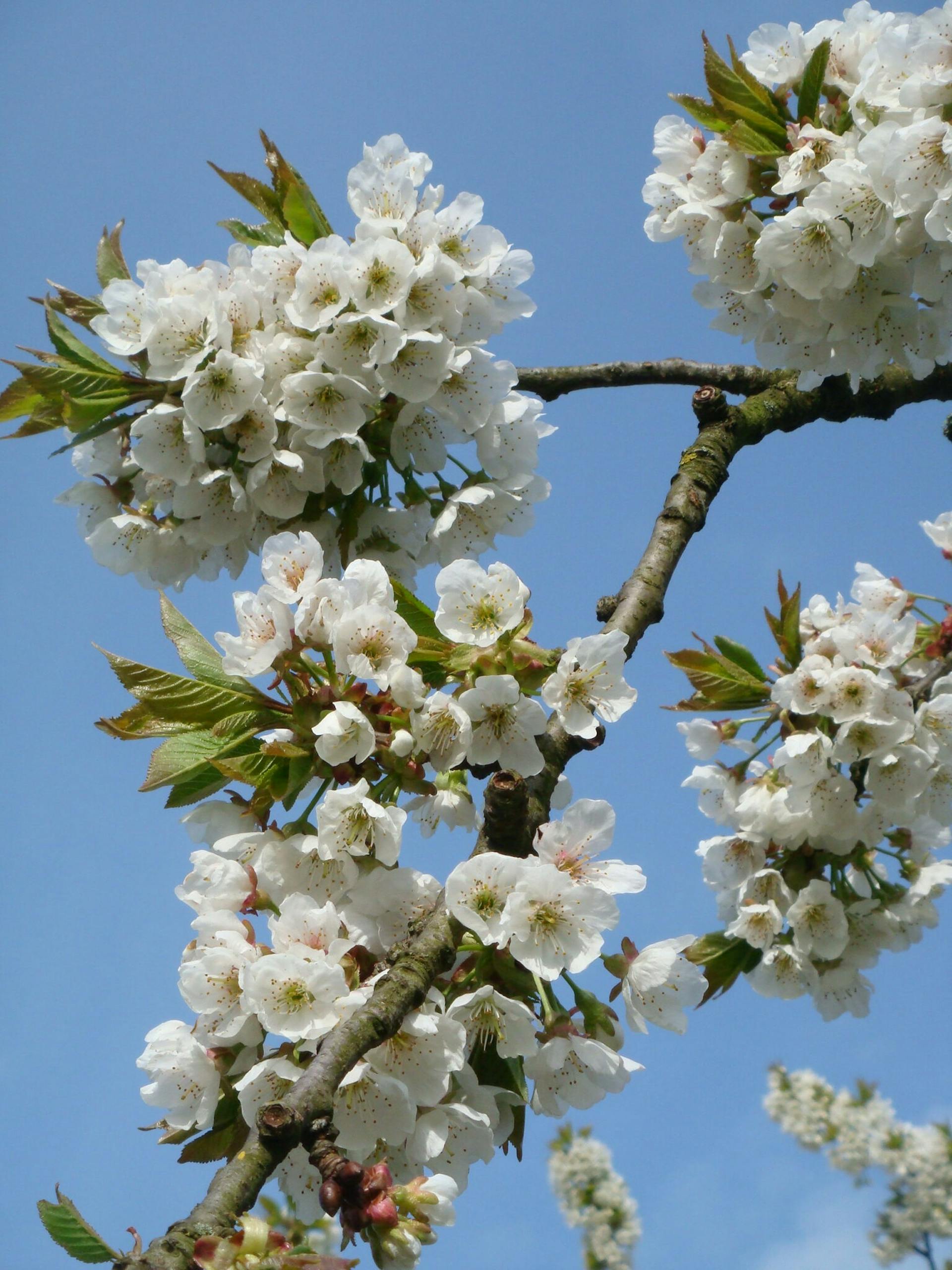 Fruitboom in bloei op Oostbroek