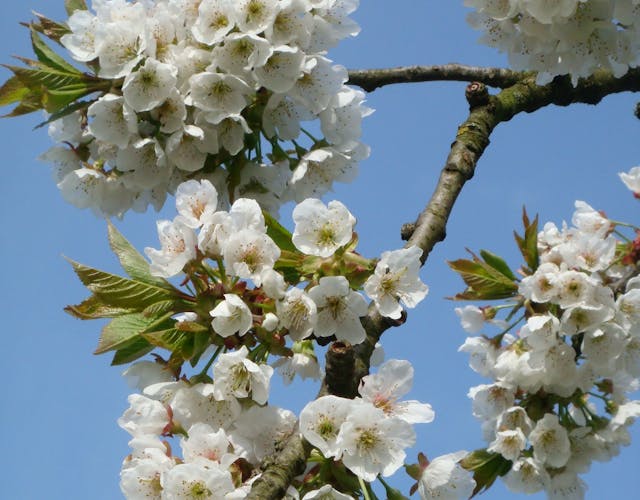 Fruitboom in bloei op Oostbroek