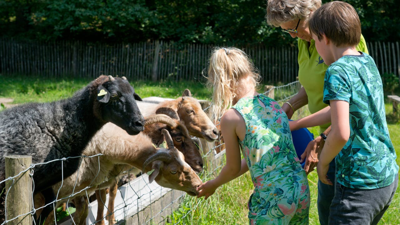 kinderen voeren schapen op Heidestein
