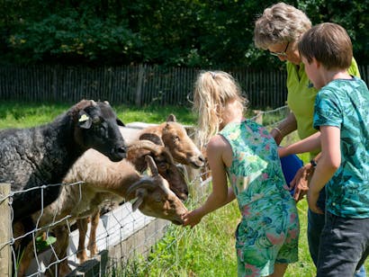 kinderen voeren schapen op Heidestein