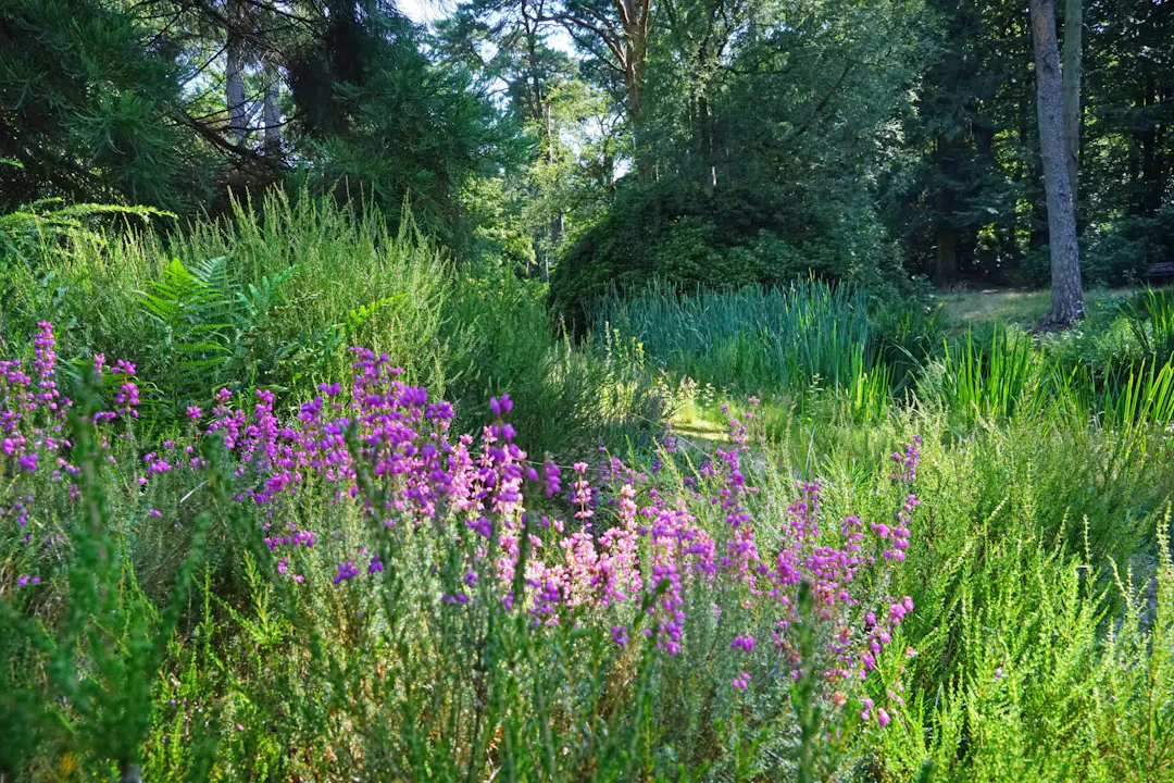 Heidetuin Driebergen