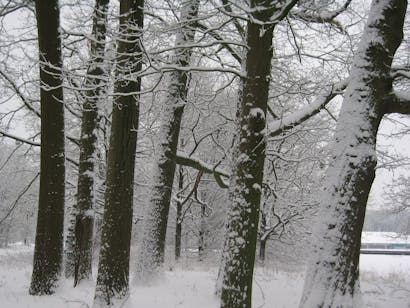 Sneeuw op Beerschoten
