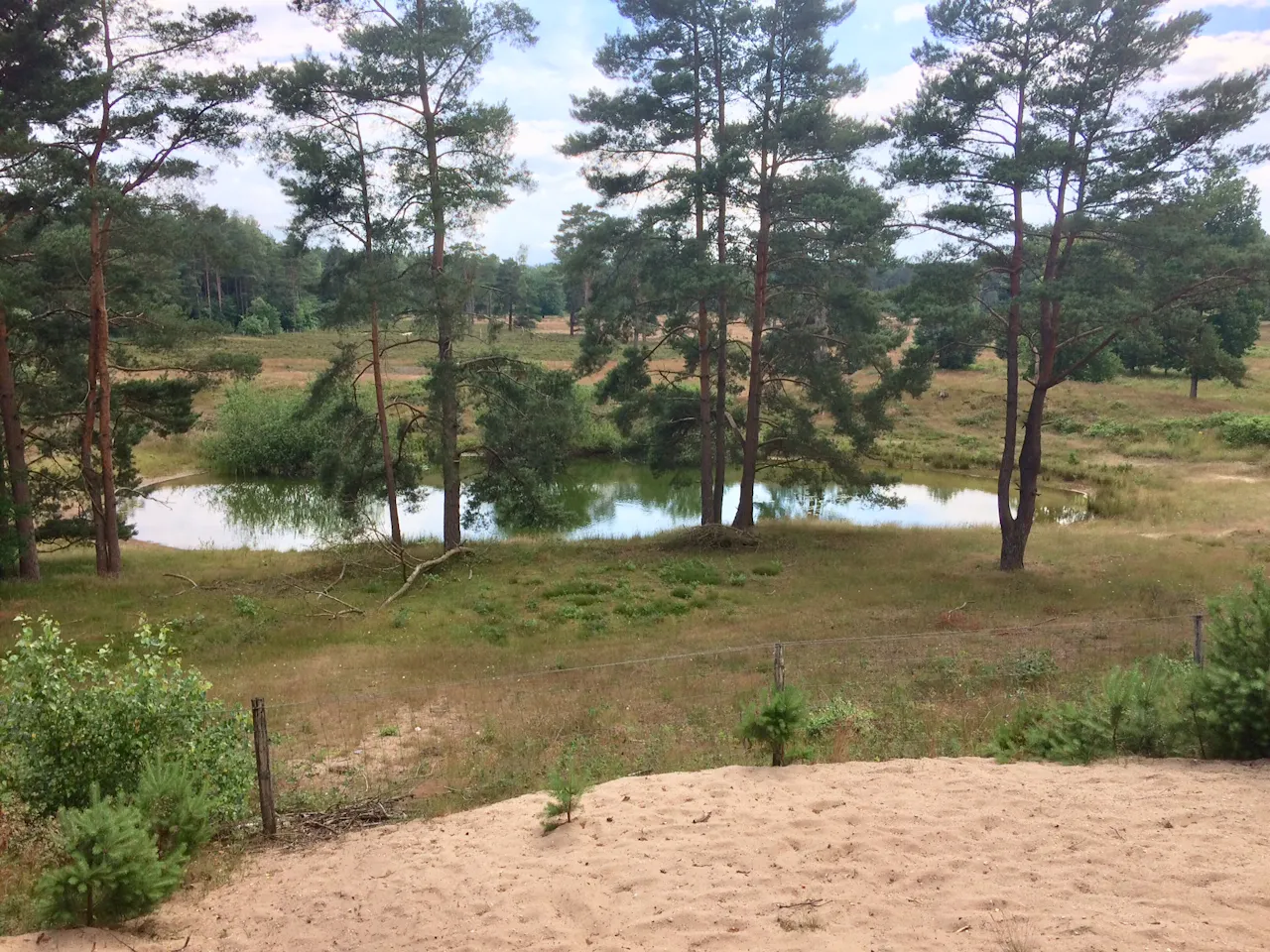 Vijver in bos