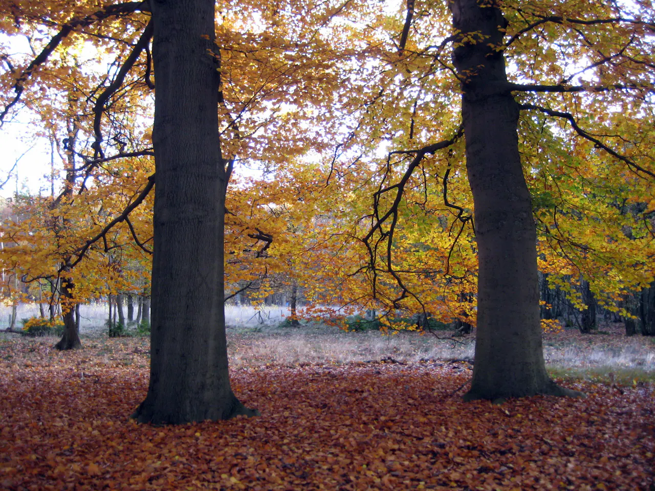 Beerschoten in herfst