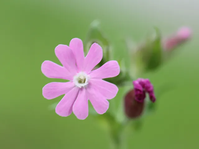 Bloem