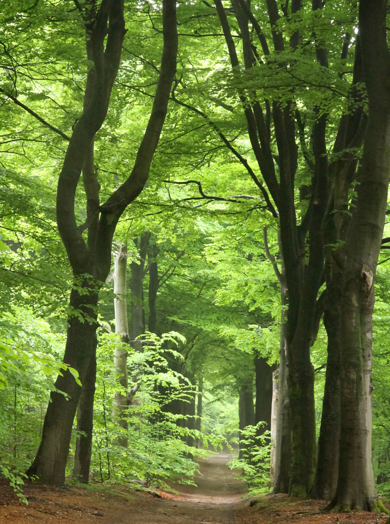 Amerongse Bos bospad