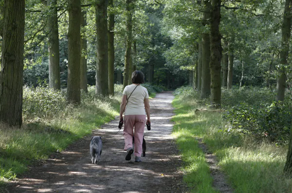 wandelaar met honden aan lijn Beerschoten