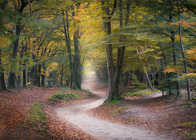 Herfstbos