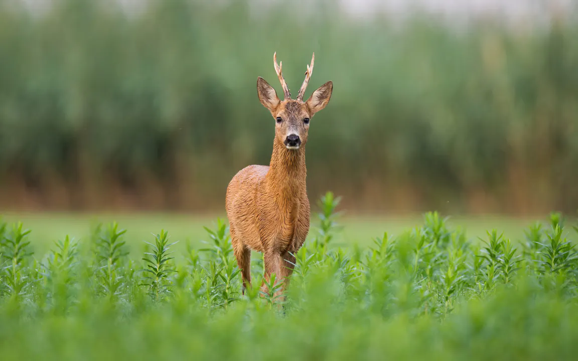 campagnebeeld bewaar de rust ree