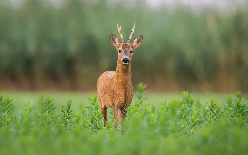 campagnebeeld bewaar de rust ree