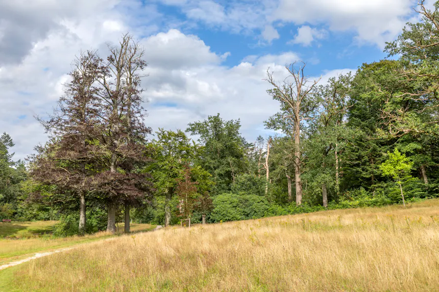 kale bomen klimaatslachtoffers