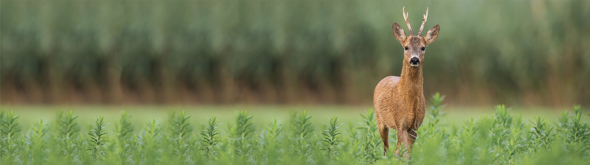 campagnebeeld bewaar de rust