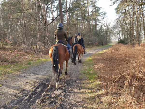 ruiters in het Ridderoordse Bos