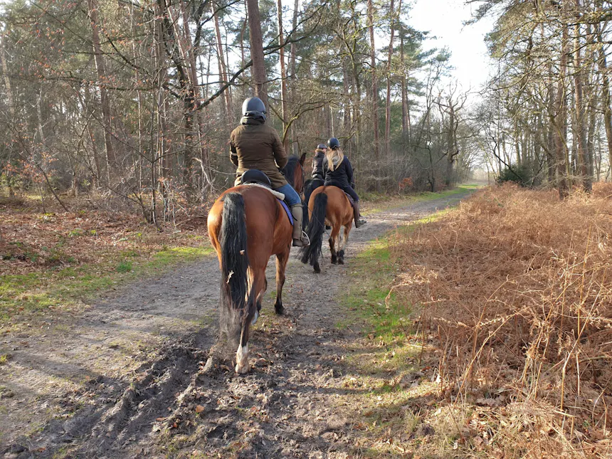 ruiters in het Ridderoordse Bos