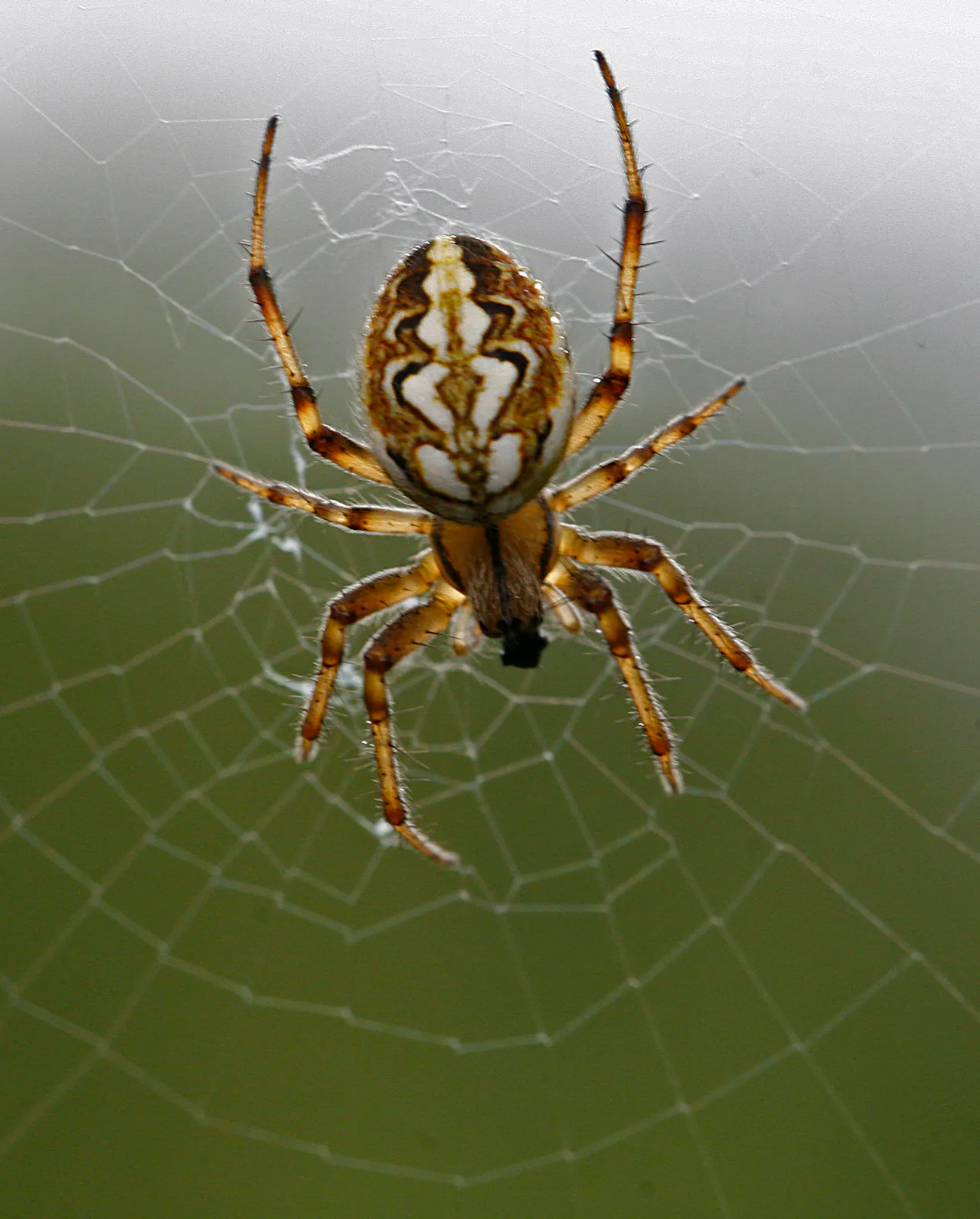 spin in web