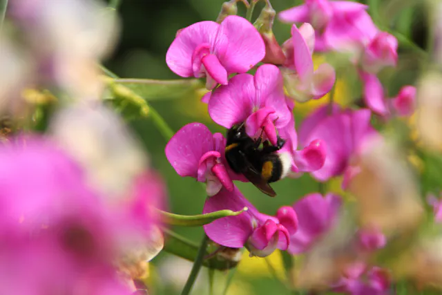 Hommel op bloem
