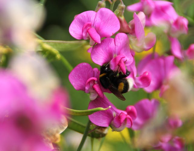 Hommel op bloem