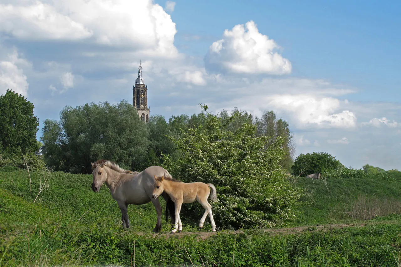 Koniks bij Palmerswaard Rhenen