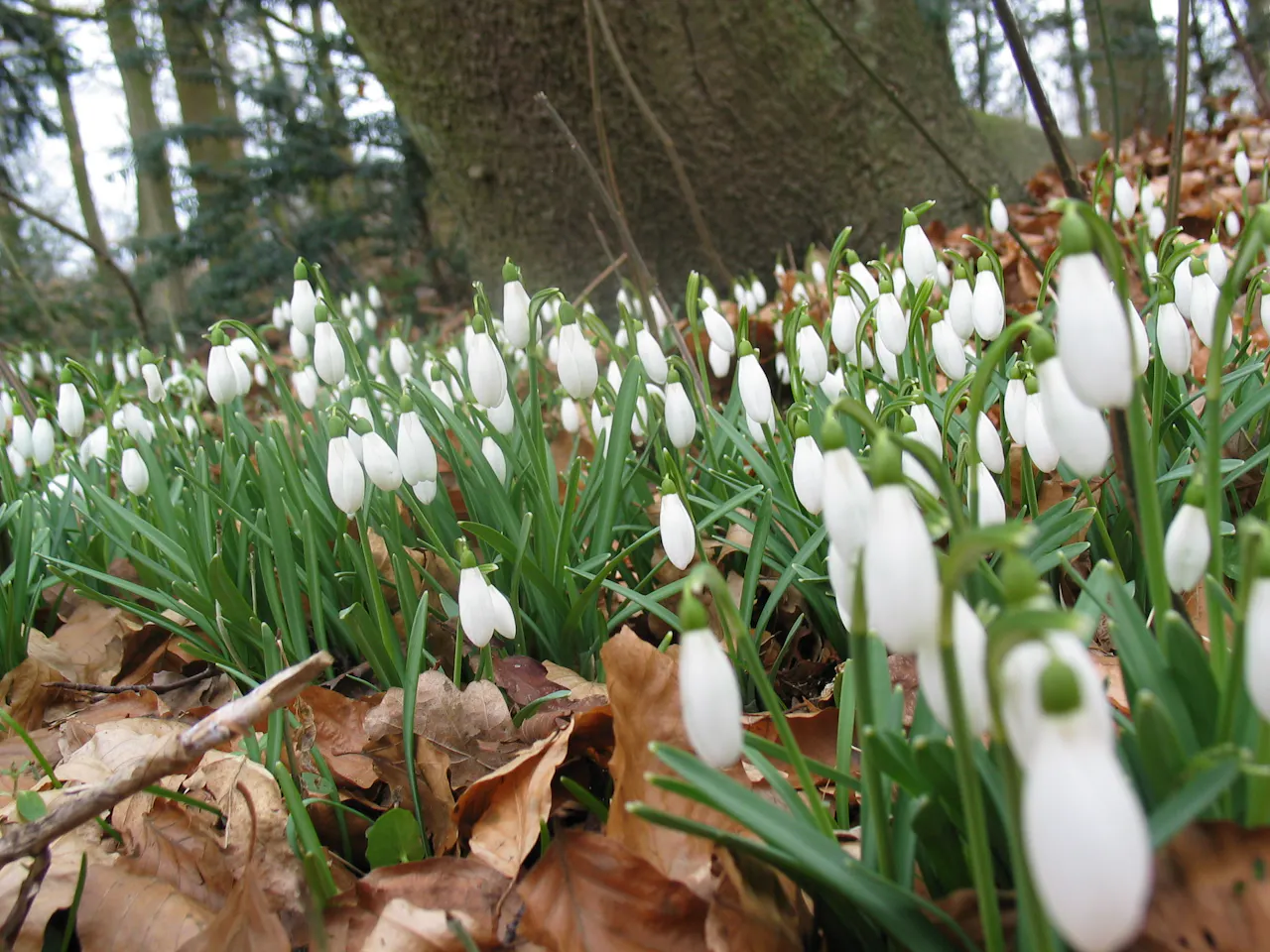 Sneeuwklokjes