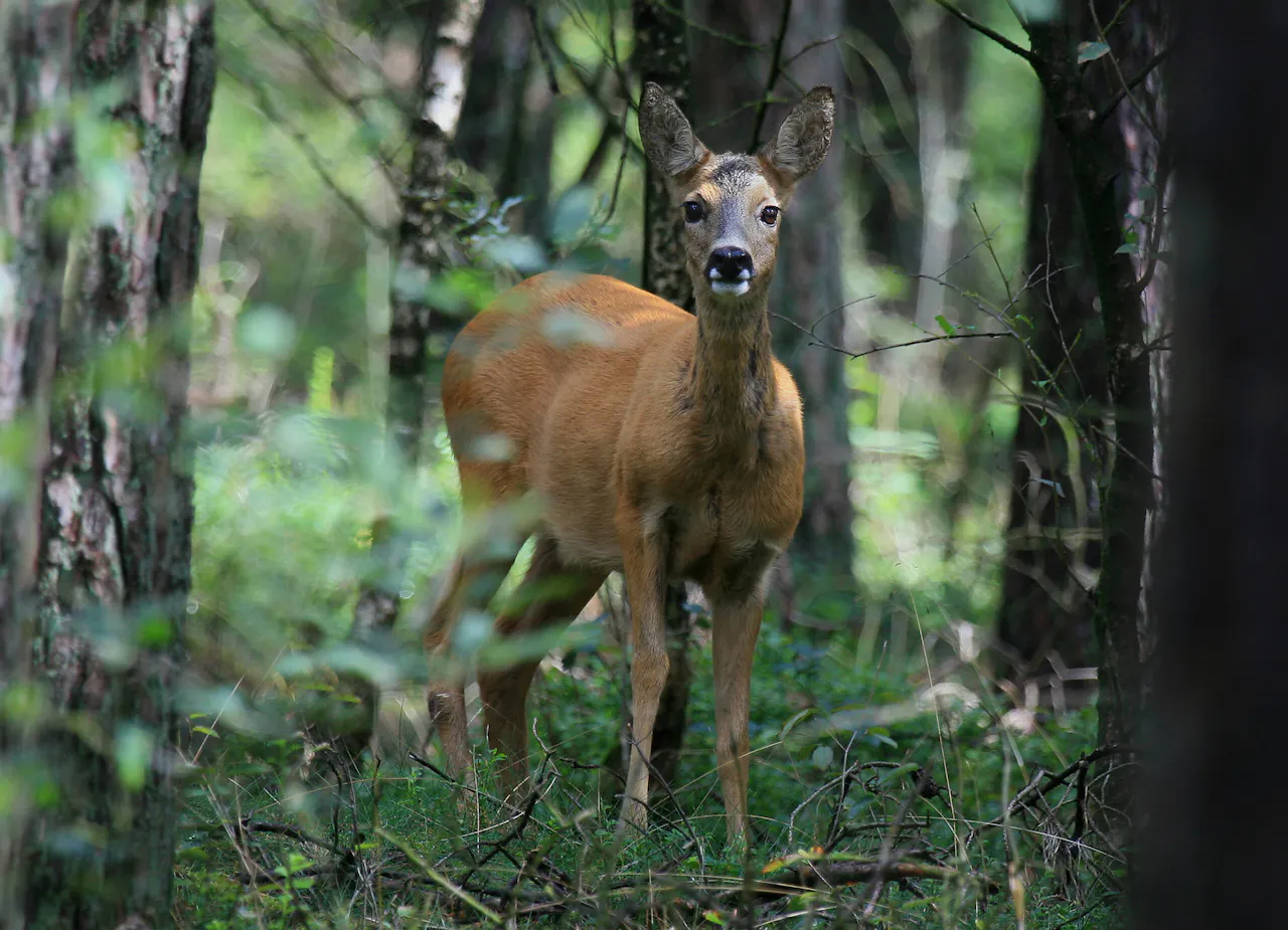 Ree in bos