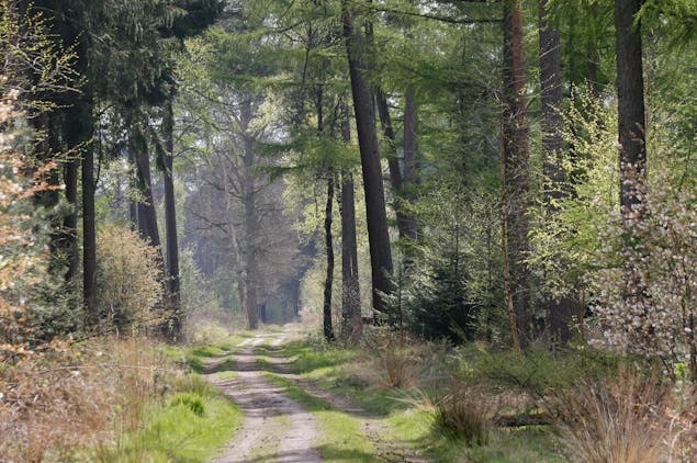 Bospad Maartensdijkse Bos