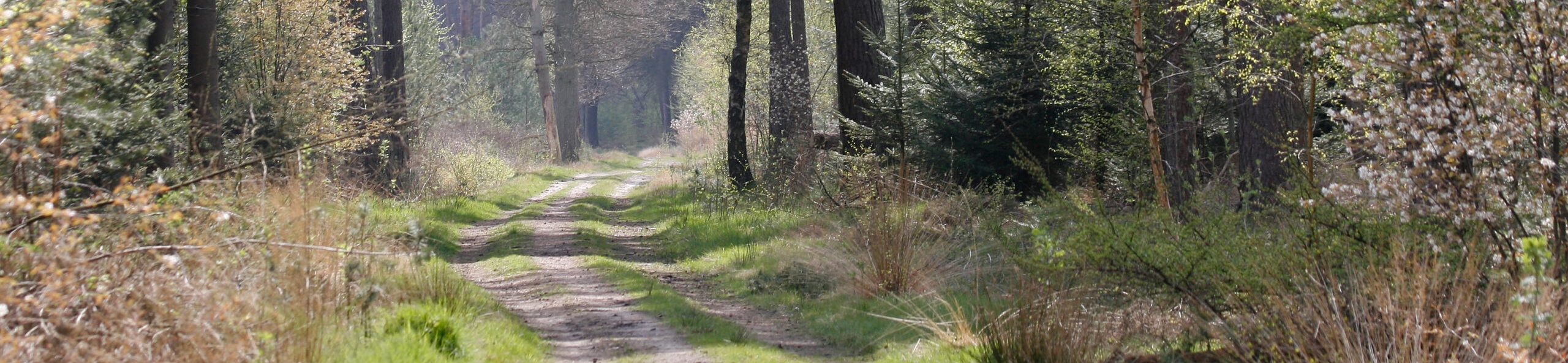 Bospad Maartensdijkse Bos
