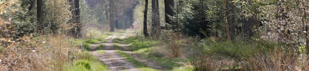 Bospad Maartensdijkse Bos