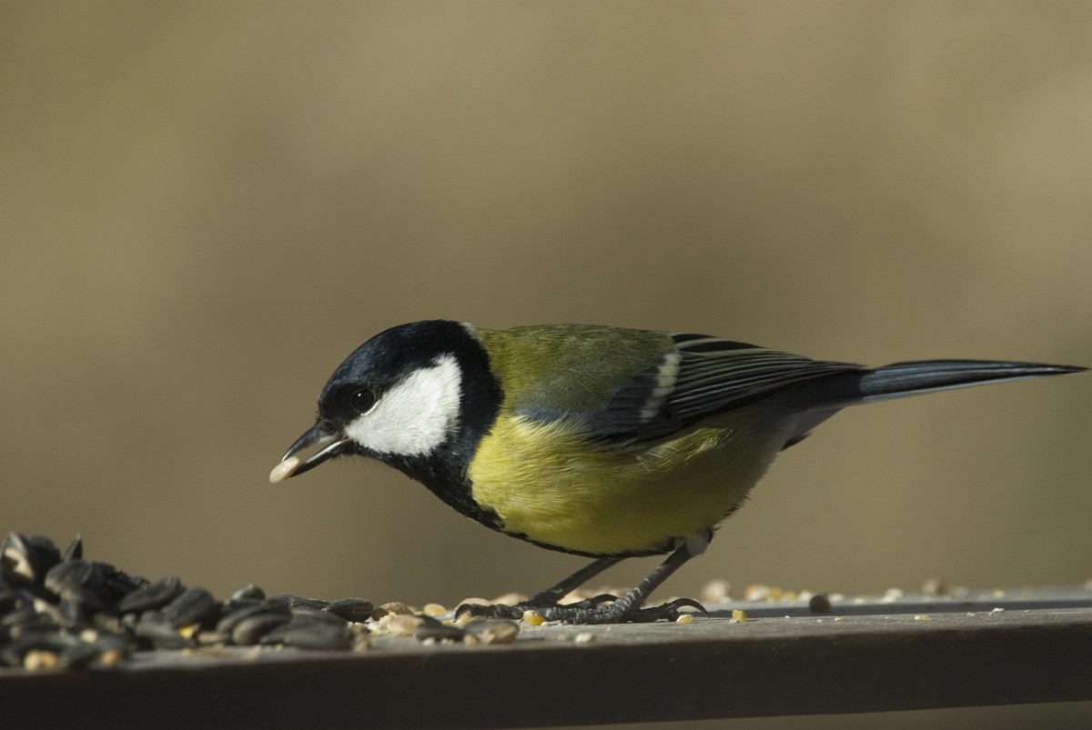Koolmees op voederplank