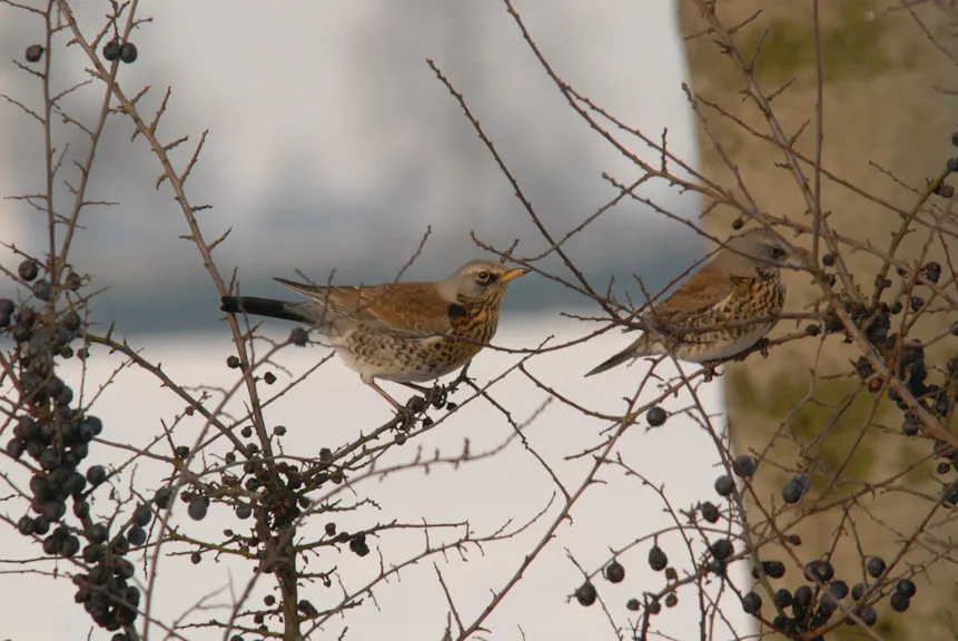 Kramsvogels tussen bessen
