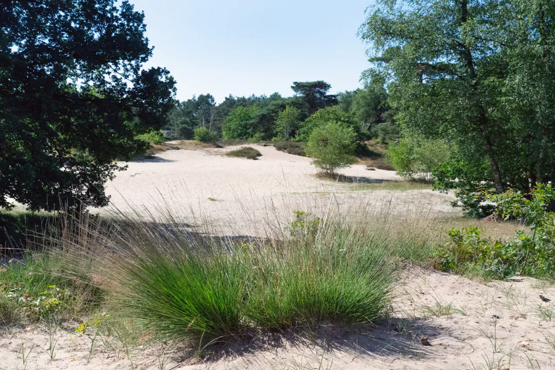 Koeheuvels