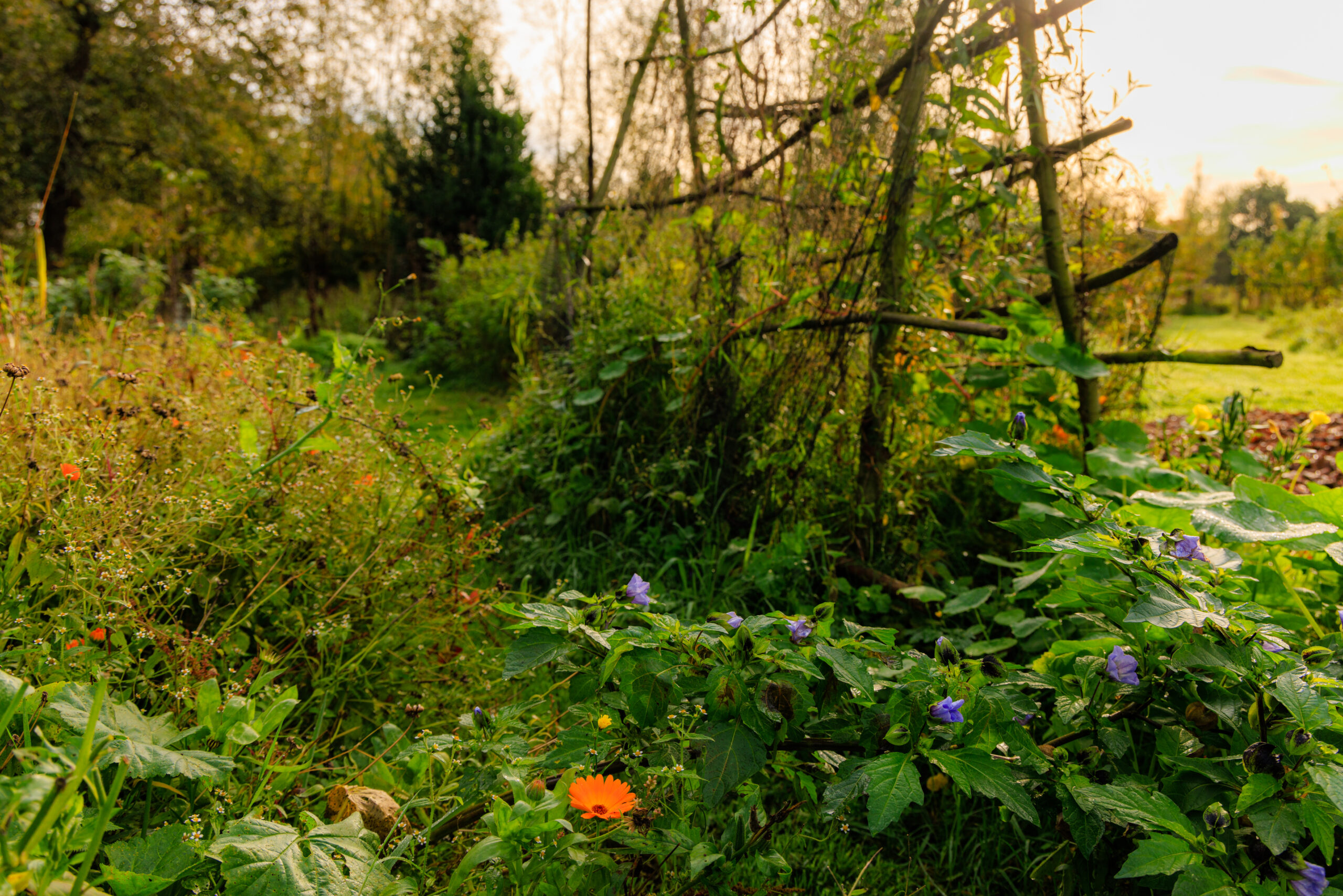 Moestuin Stoutenburg in de herfst