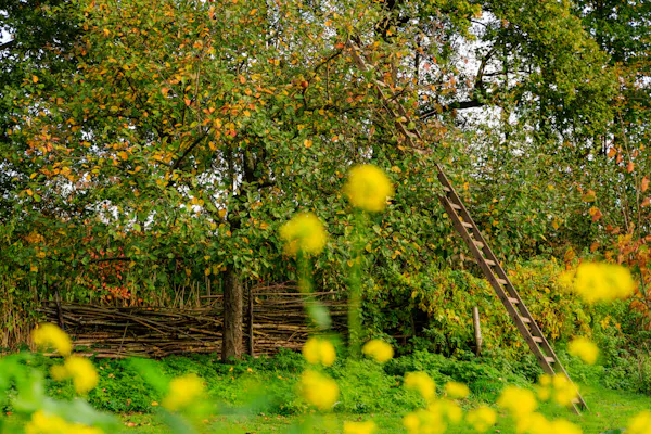Moestuin Stoutenburg appelboom
