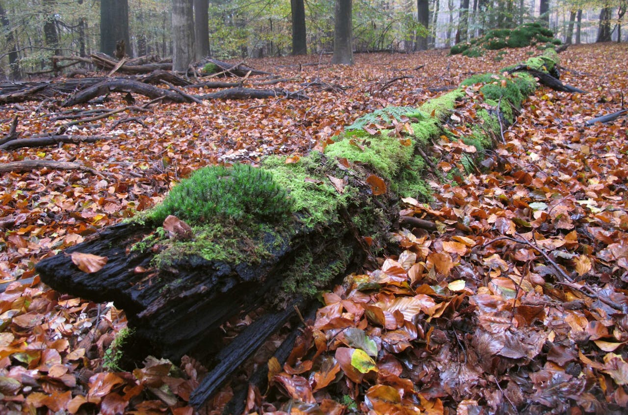Boomstam Amerongse Bos