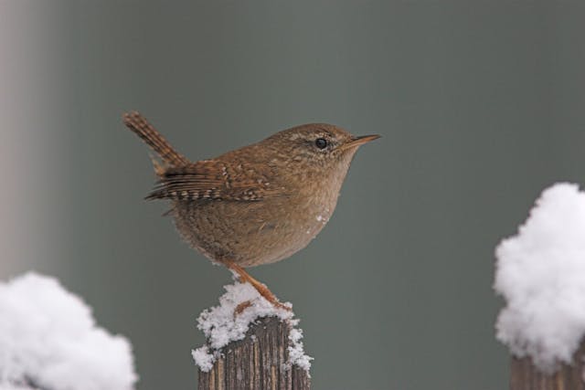 Winterkoning, Saxifraga-Luc Hoogenstein
