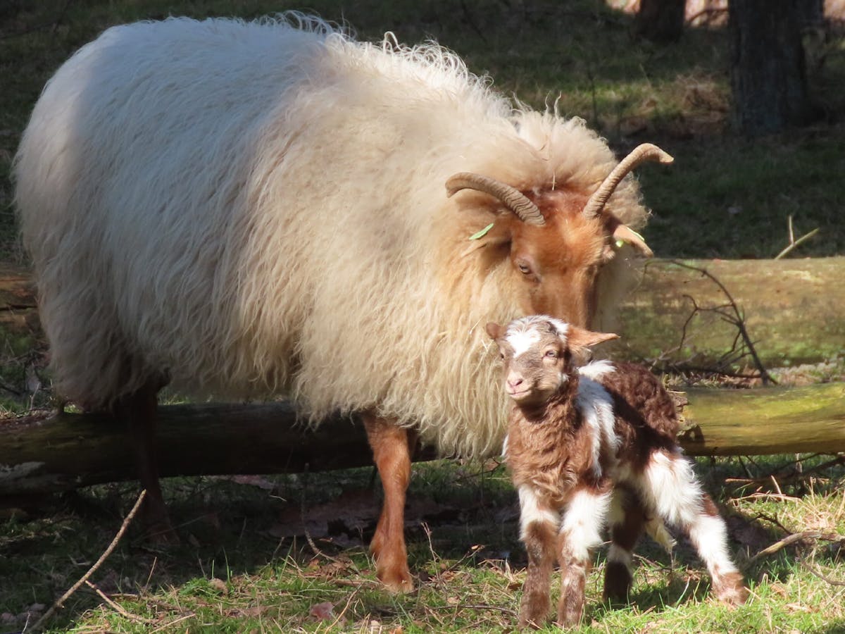 Eerste lammetje geboren op Heidestein