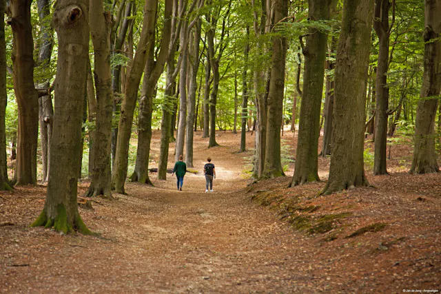Wandelaars in het Amerongse Bos
