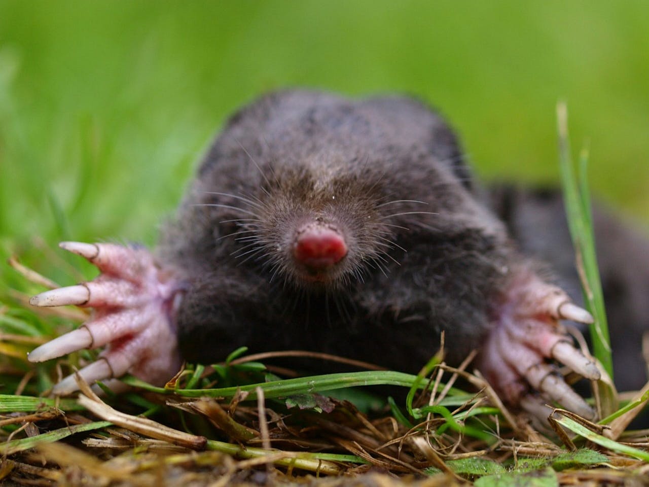 Mol met grote graafhanden (foto: Rudmer Zwerver, Saxifraga)