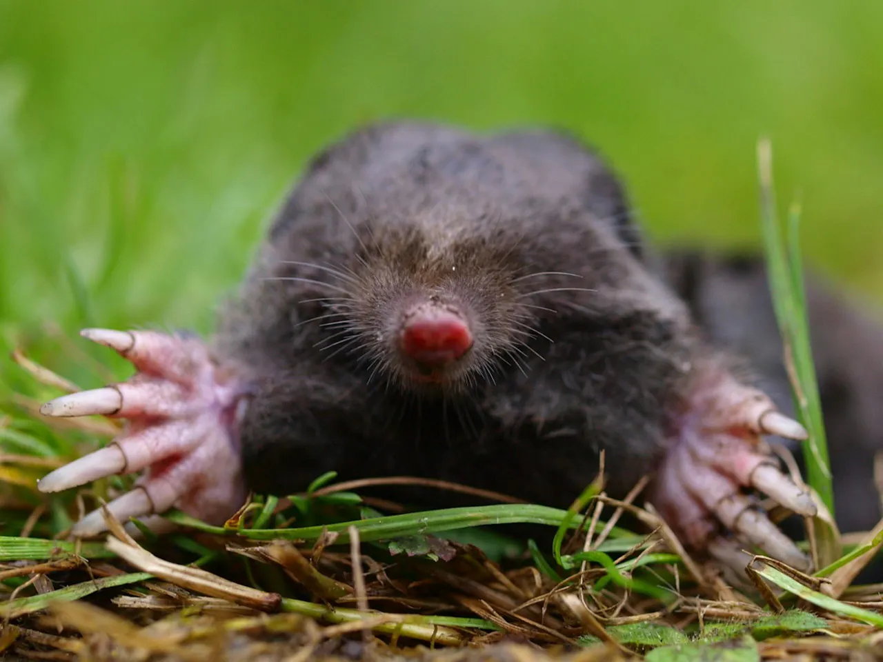 Mol met grote graafhanden (foto: Rudmer Zwerver, Saxifraga)