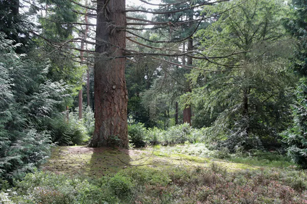 Pinetum Birkhoven